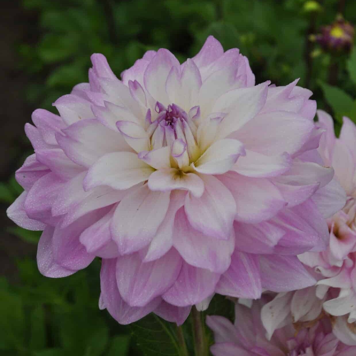 Dahlia 'Mikayla Miranda'