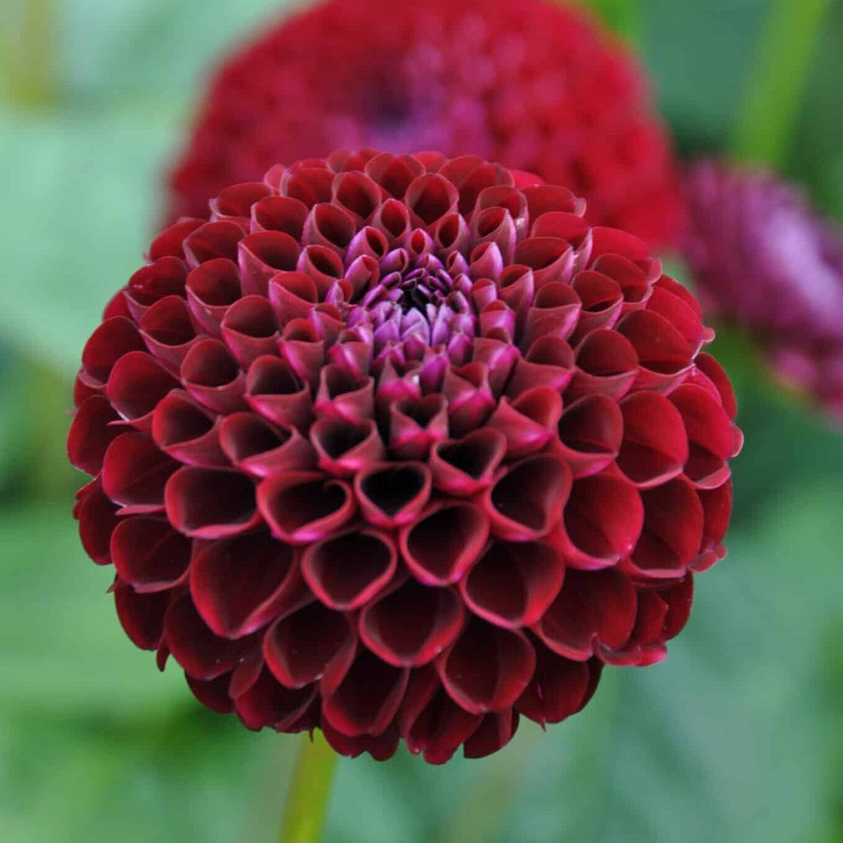 Dahlia 'Natal'