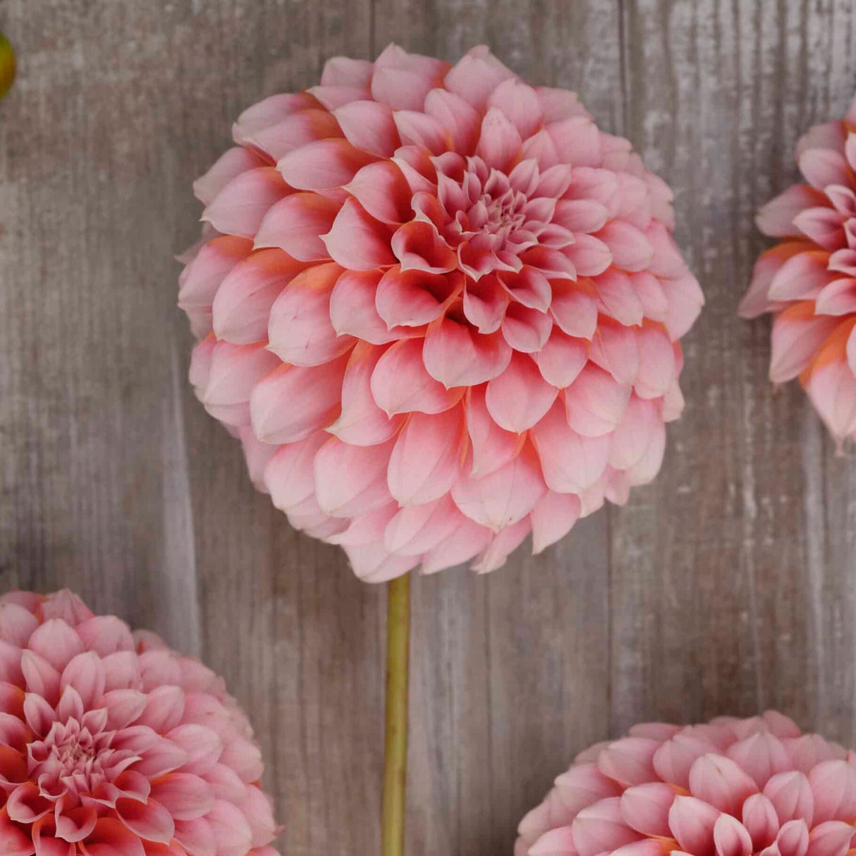 Dahlia 'Peaches'
