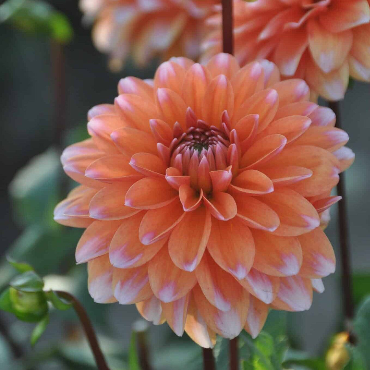 Dahlia 'Peaches & Vanilla'