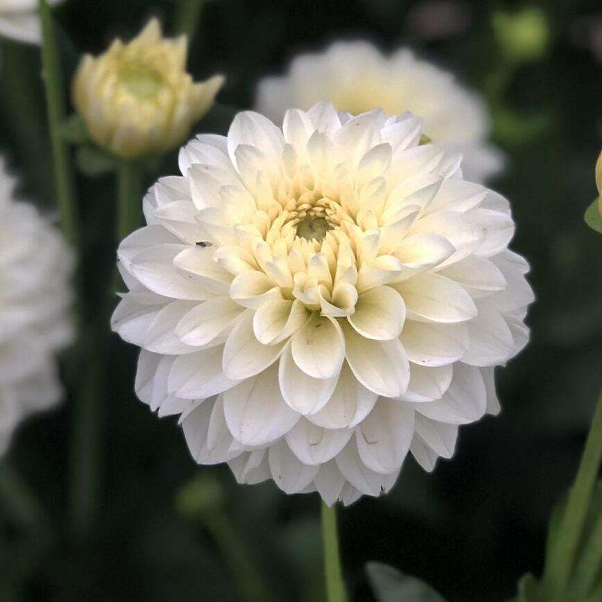 Dahlia 'Polar Ice'