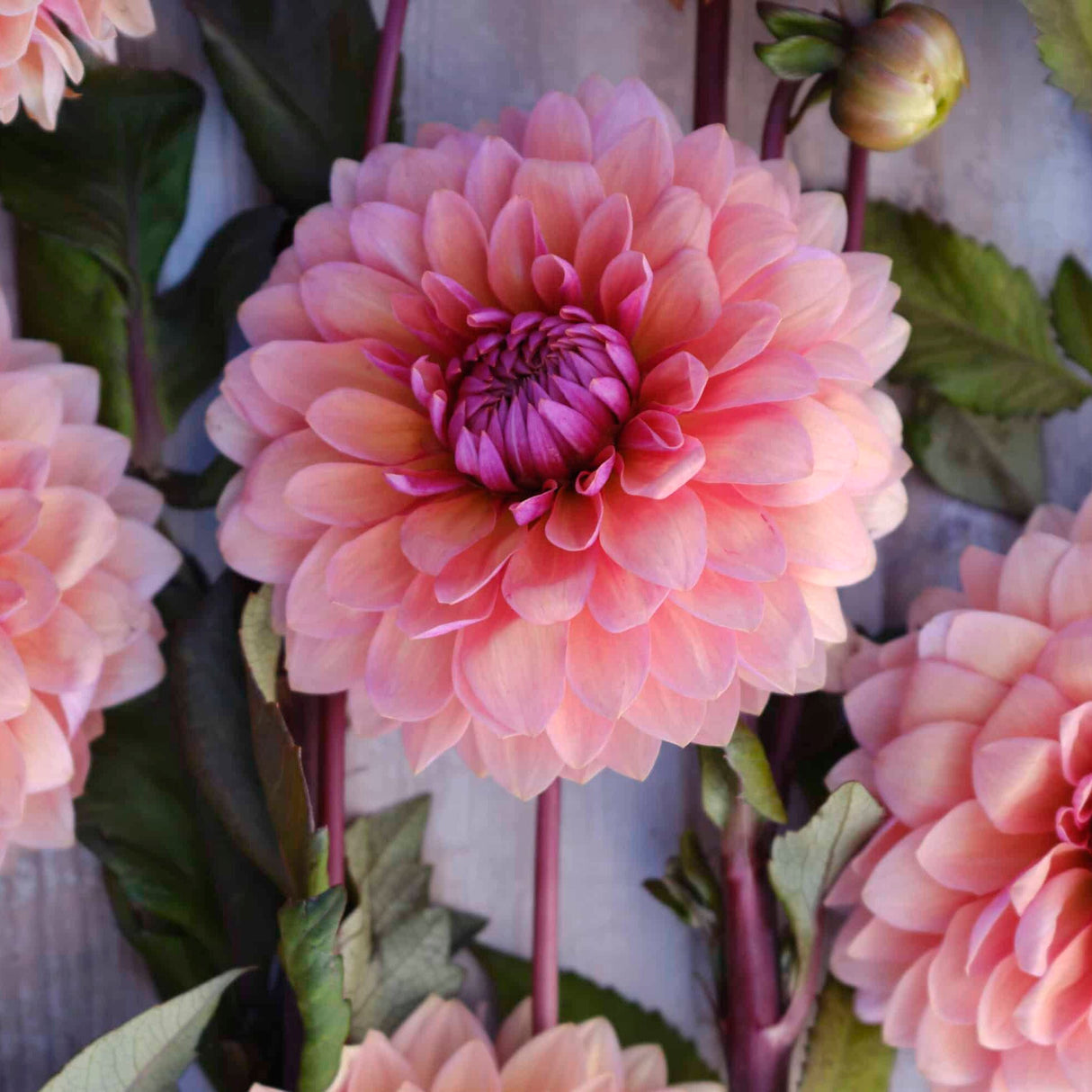 Dahlia 'Sweet Sanne'