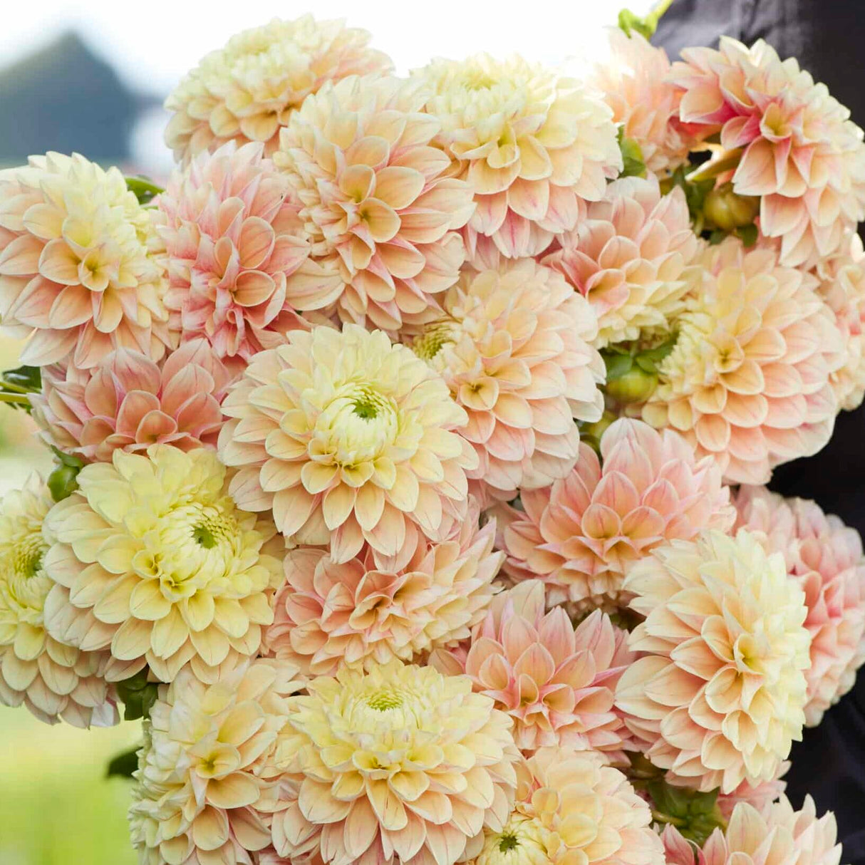 Dahlia 'Sweet Suzanne'