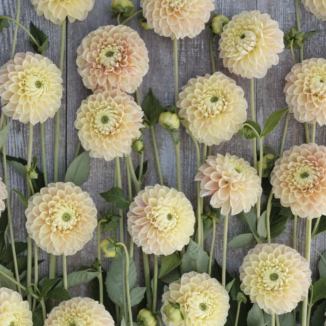 Dahlia 'Sweet Suzanne'