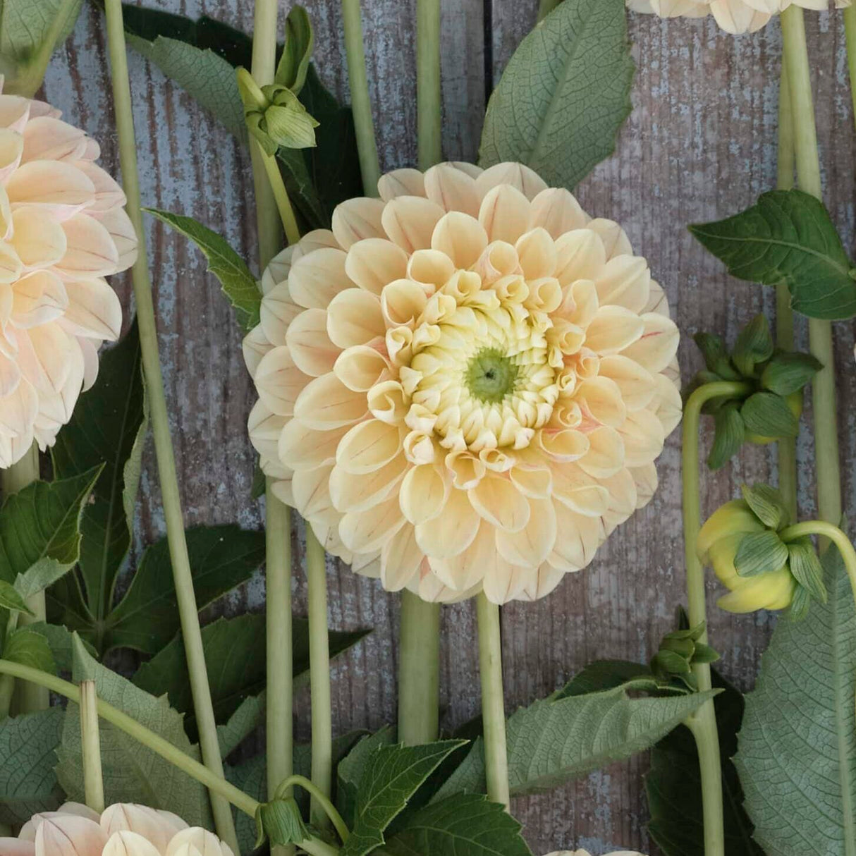 Dahlia 'Sweet Suzanne'