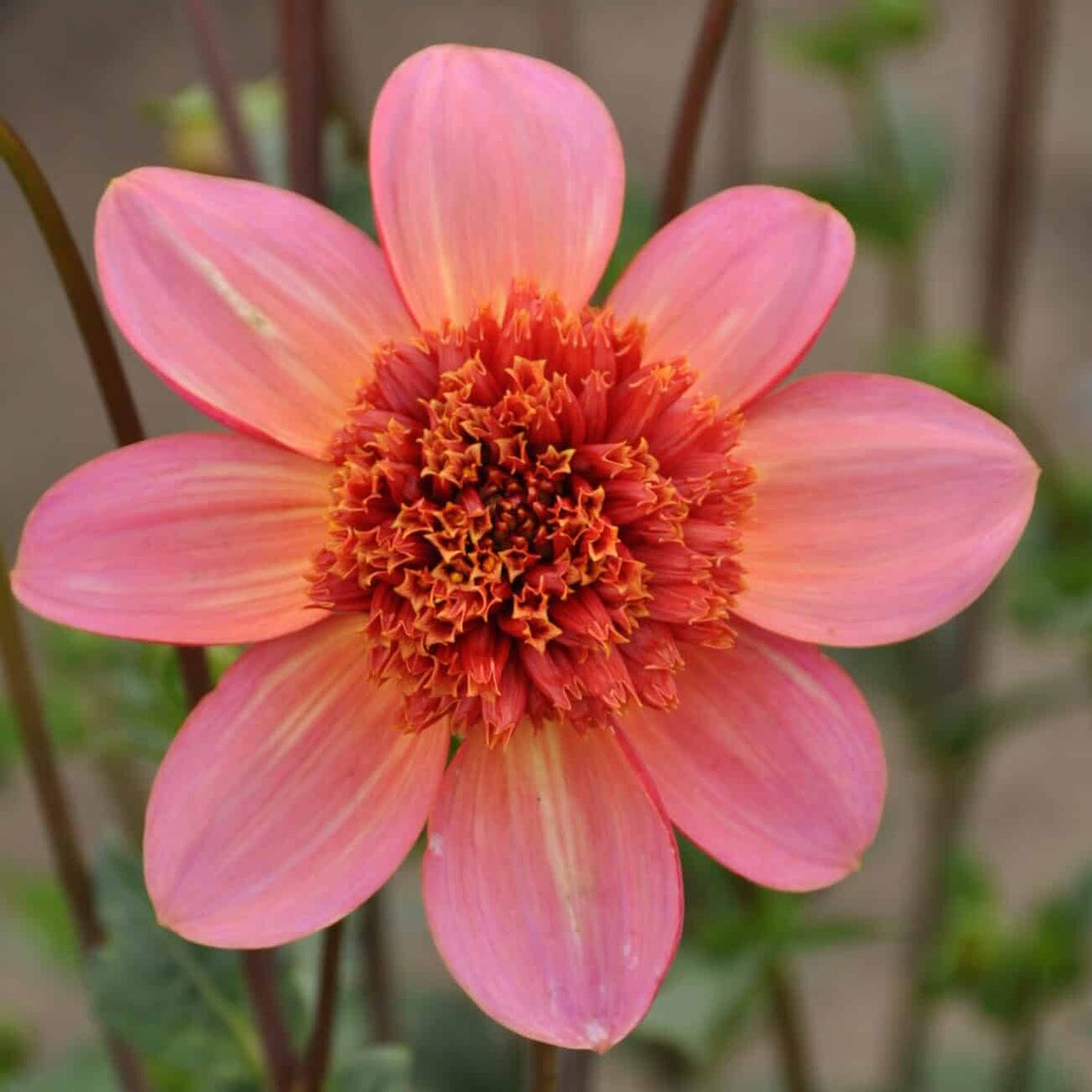 Dahlia 'Totally Tangerine'