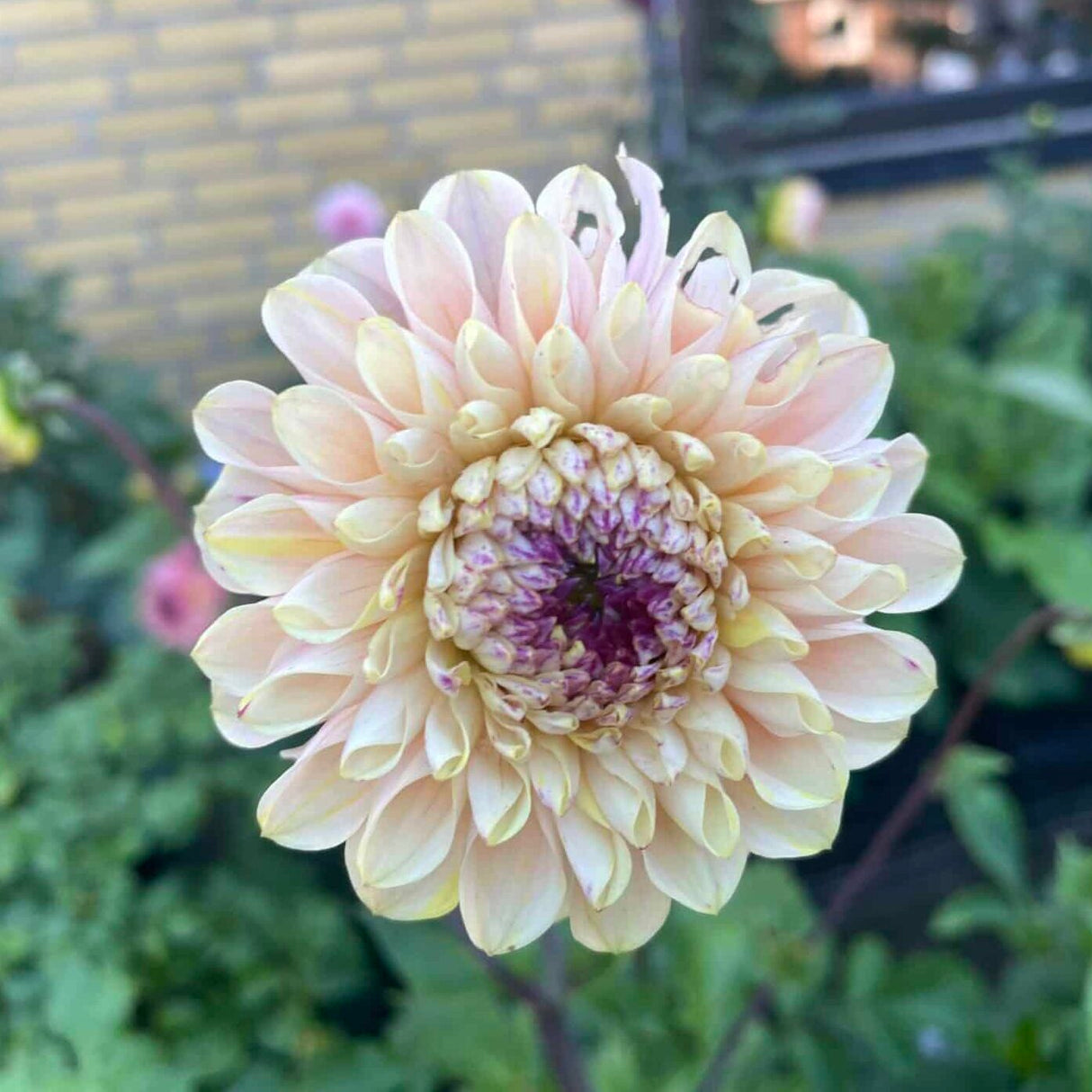 Dahlia 'Wine Eyed Jill'
