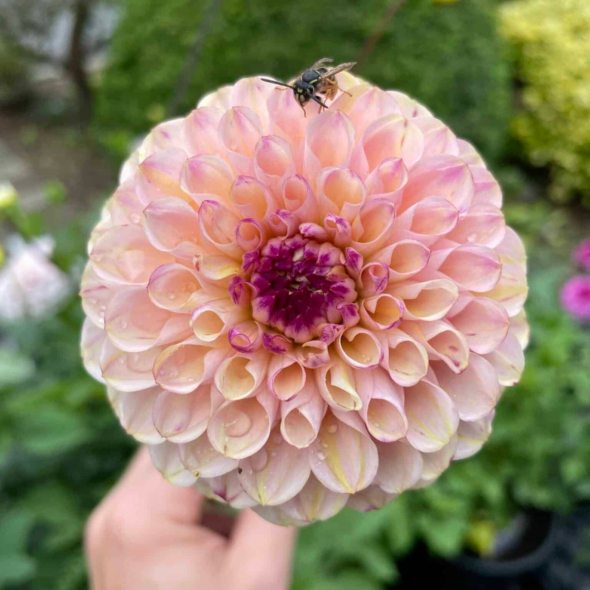 Dahlia 'Wine Eyed Jill'