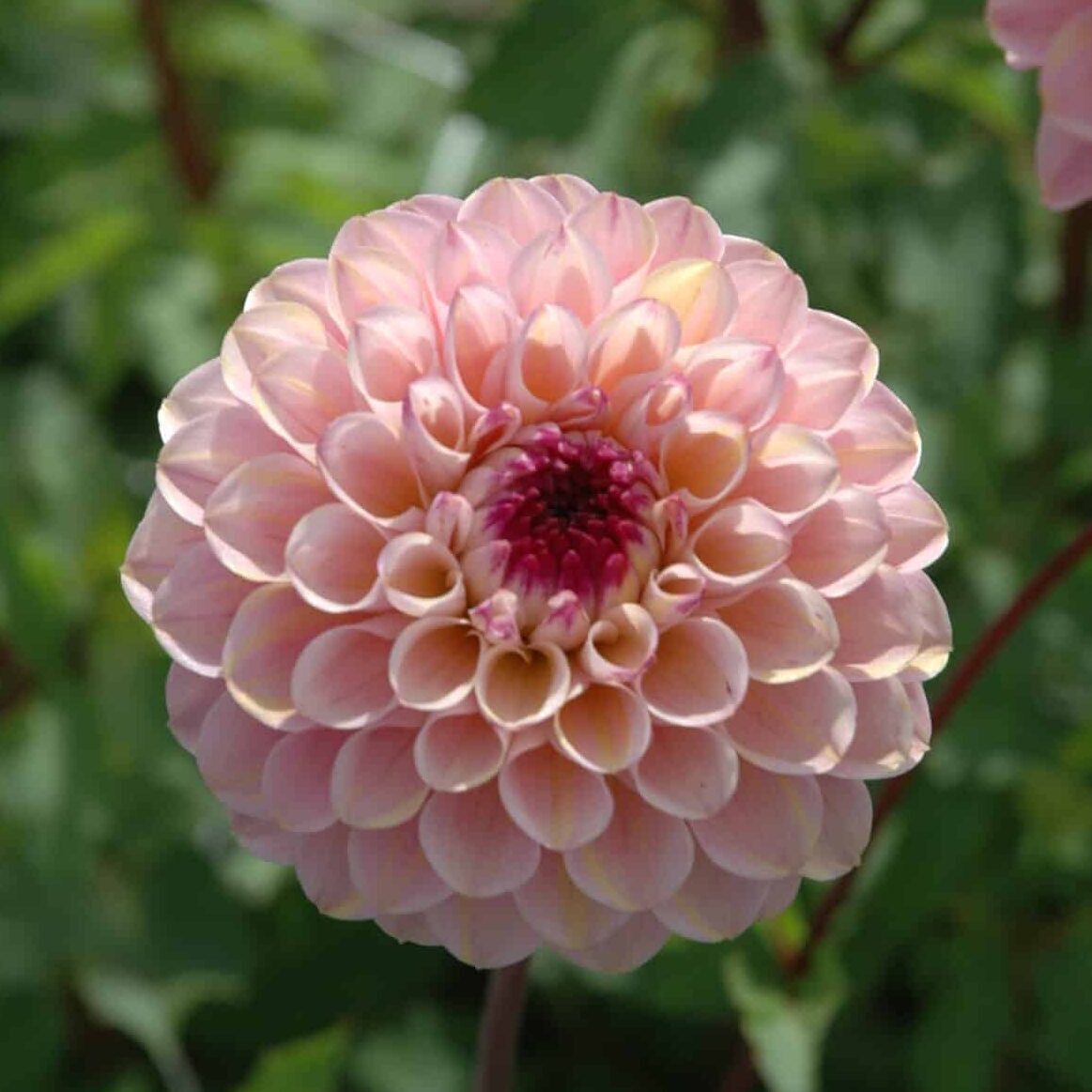 Dahlia 'Wine Eyed Jill'