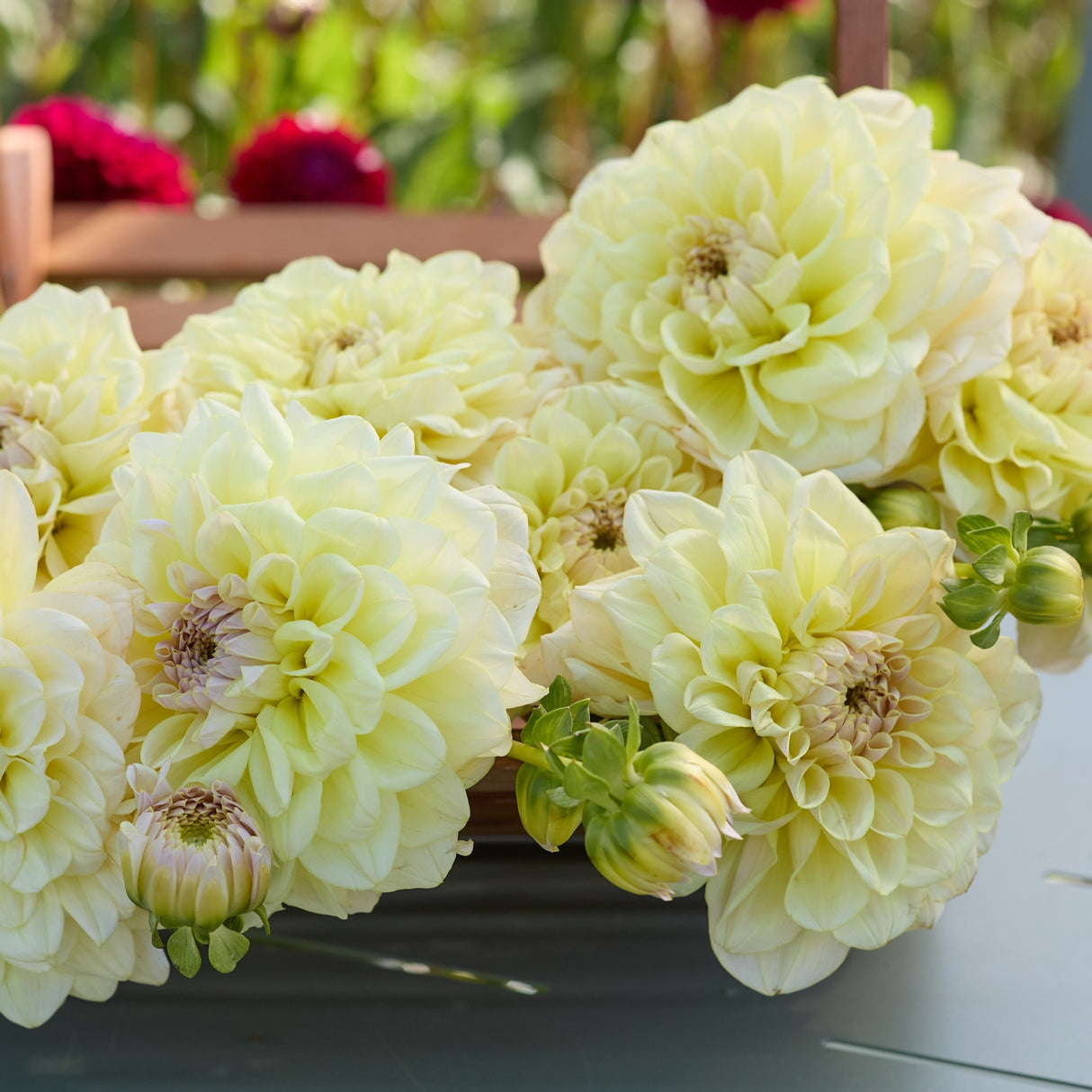 Dahlia 'Alloway Cottage'