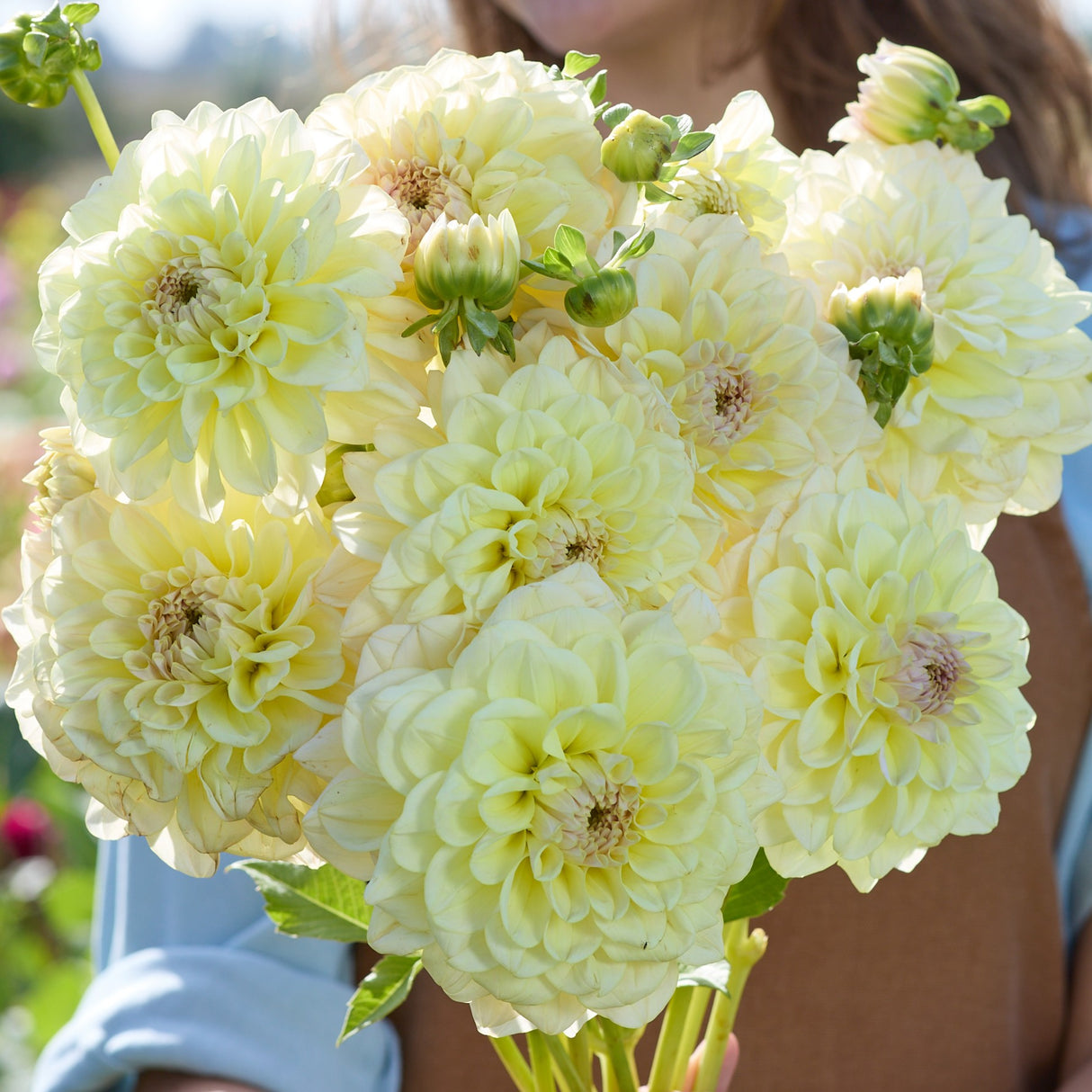 Dahlia 'Alloway Cottage'