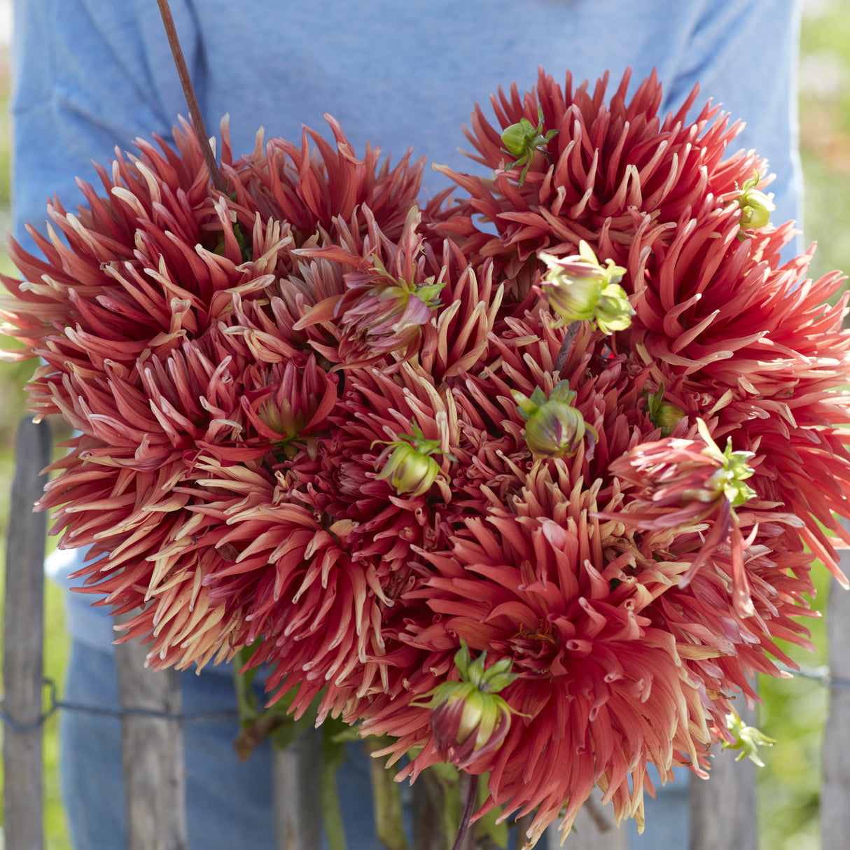 Dahlia 'Autumn Orange'