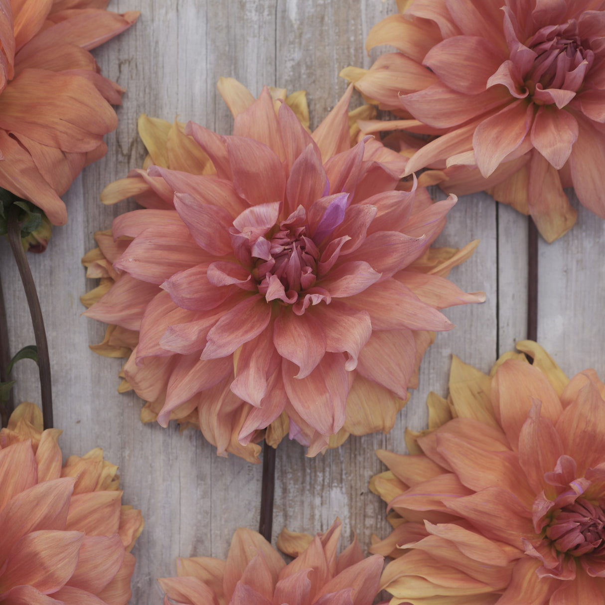 Dahlia 'Babylon Brons'