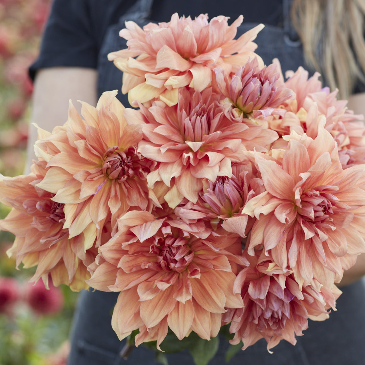 Dahlia 'Babylon Brons'