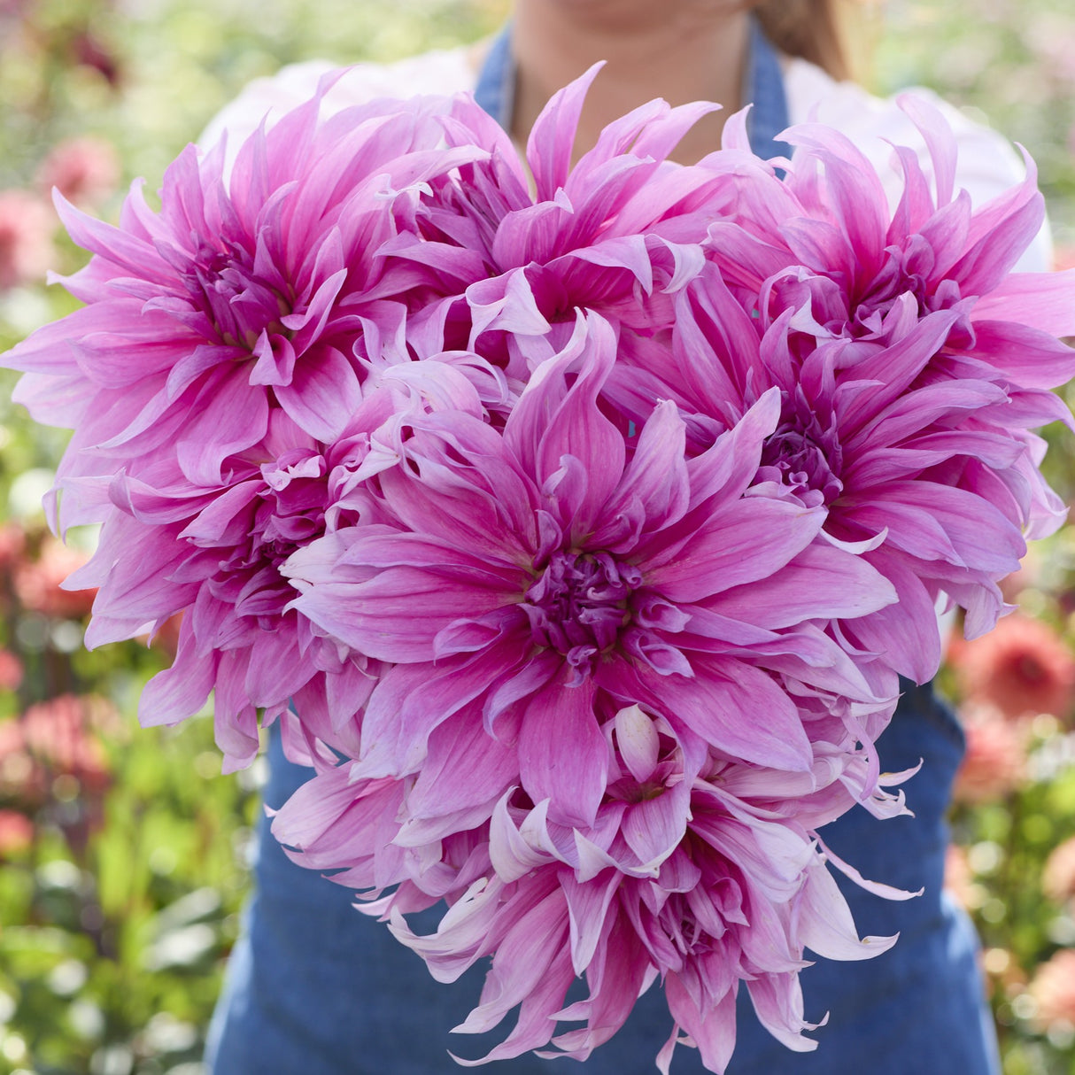 Dahlia 'Babylon Lilac'