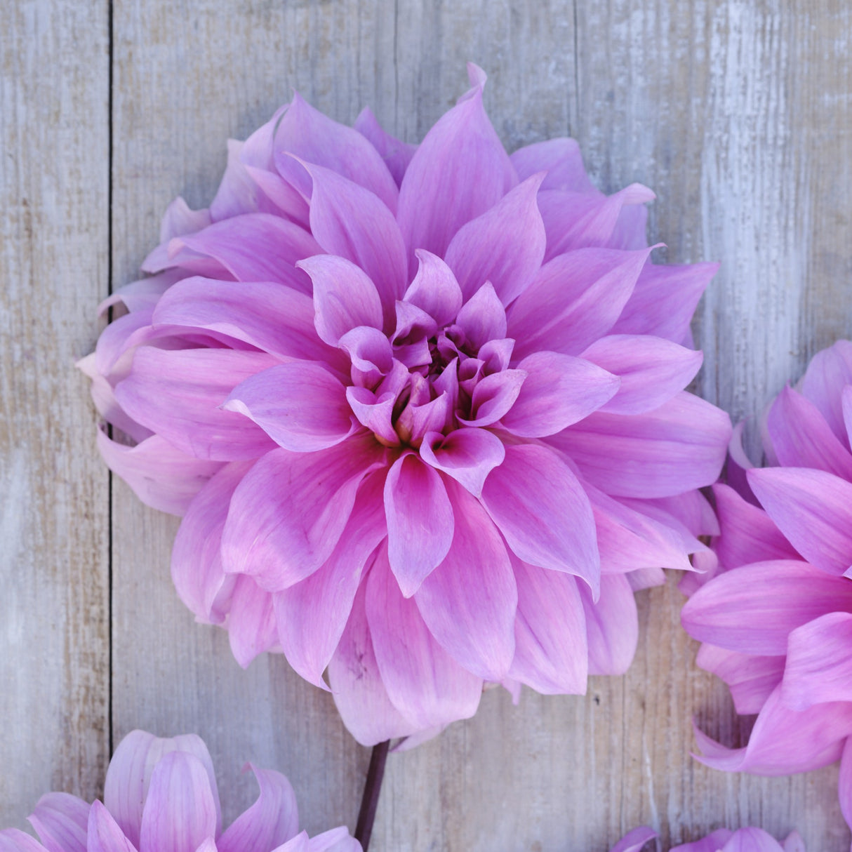 Dahlia 'Babylon Lilac'