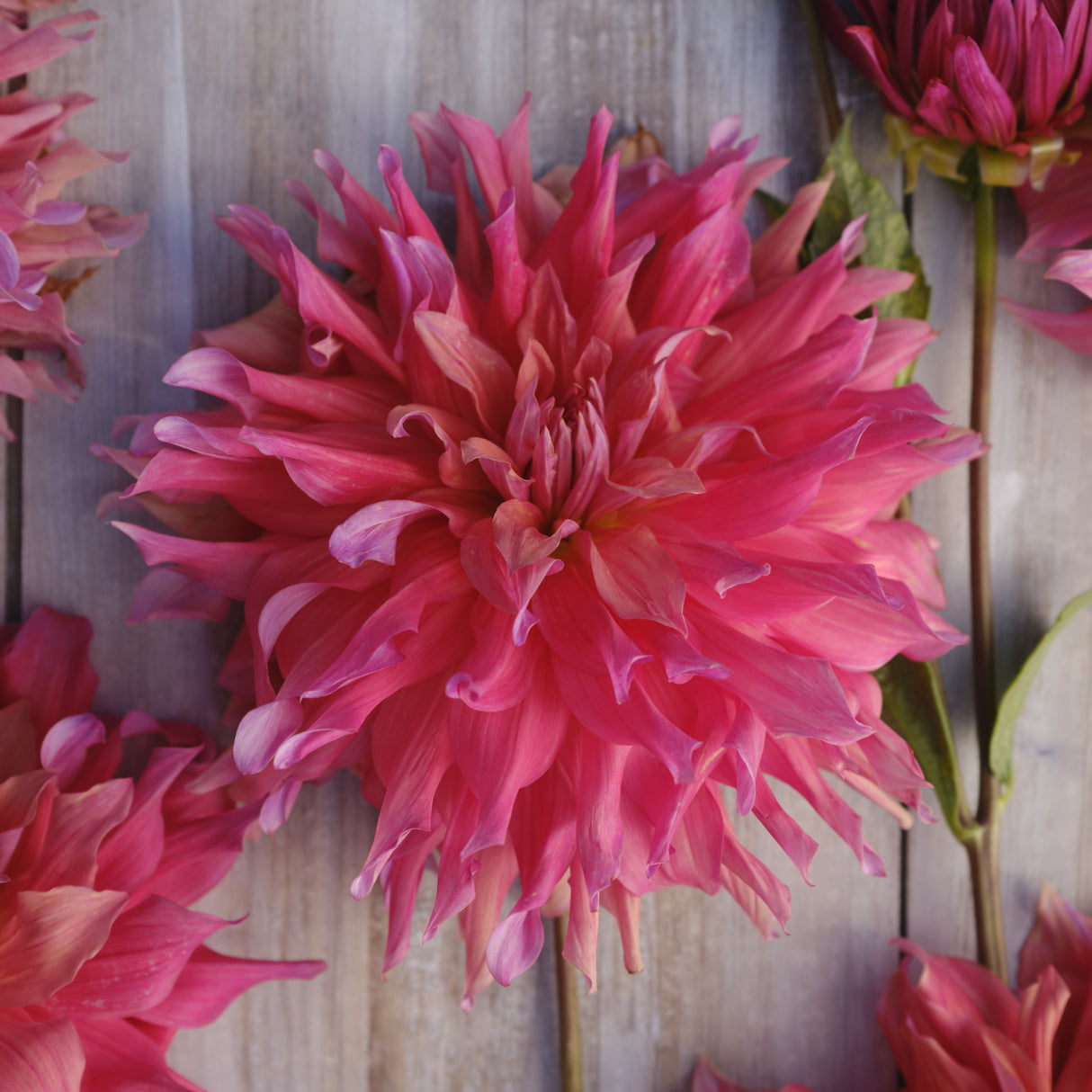 Dahlia 'Belle of Barmera'
