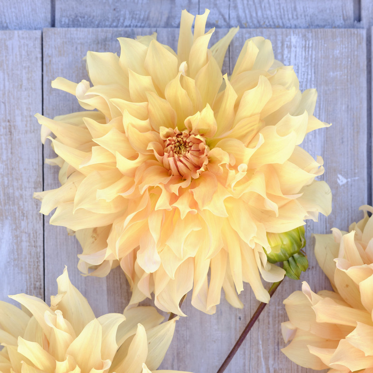 Dahlia 'Big Brother'