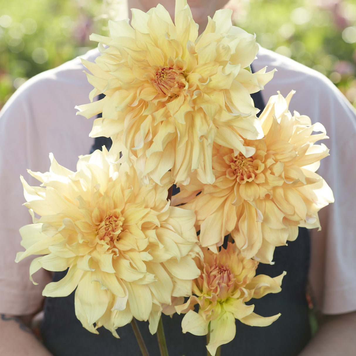 Dahlia 'Big Brother'