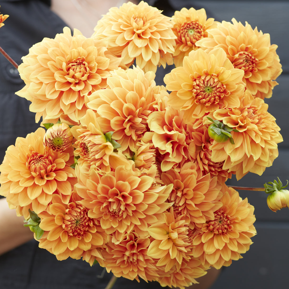 Dahlia 'Bizon Bronze'