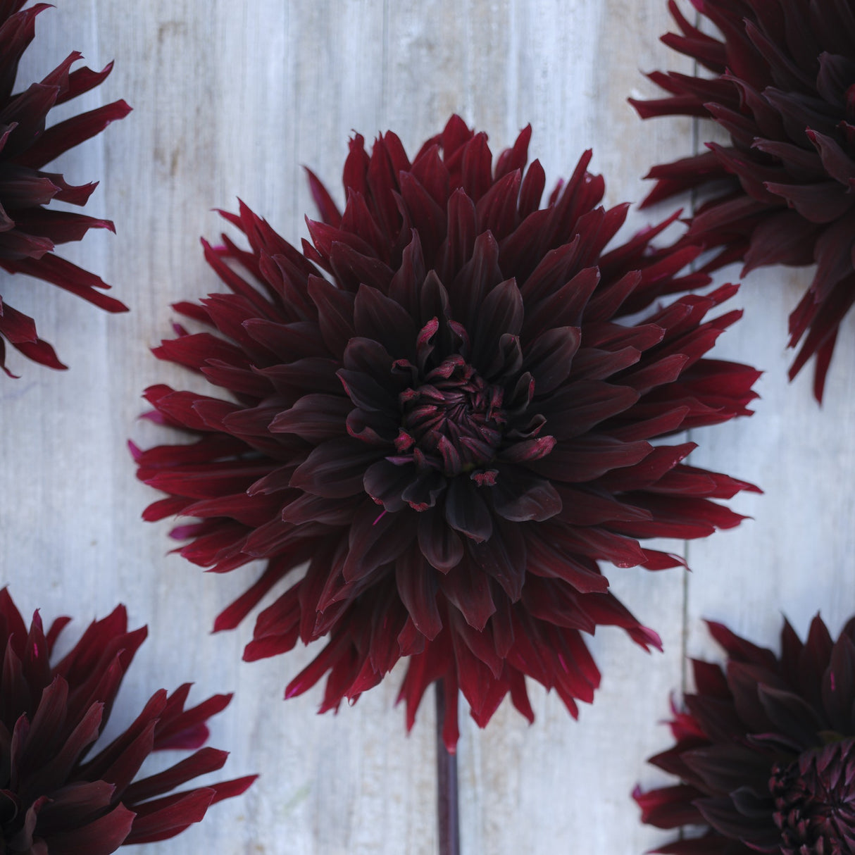 Dahlia 'Black Jack'