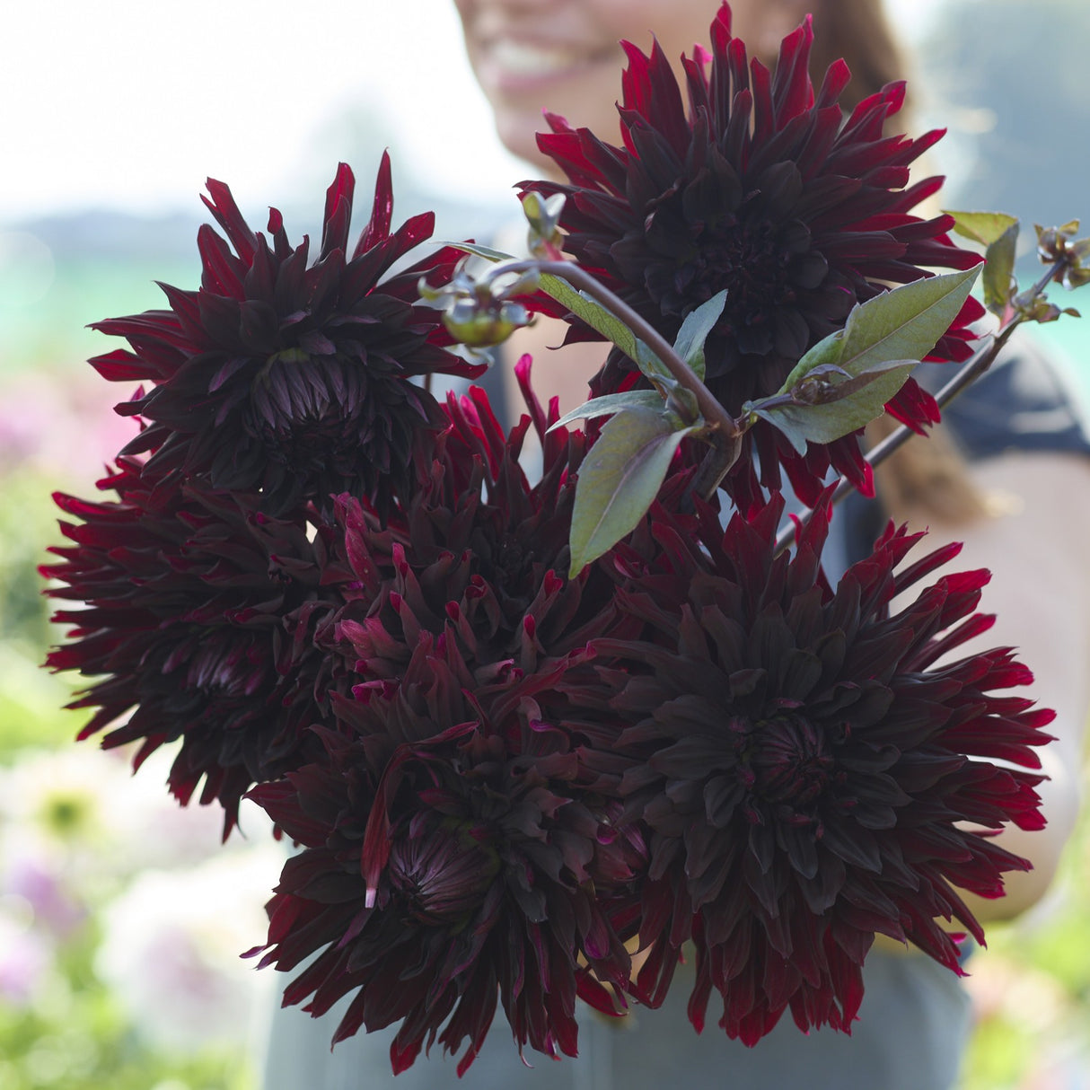 Dahlia 'Black Jack'