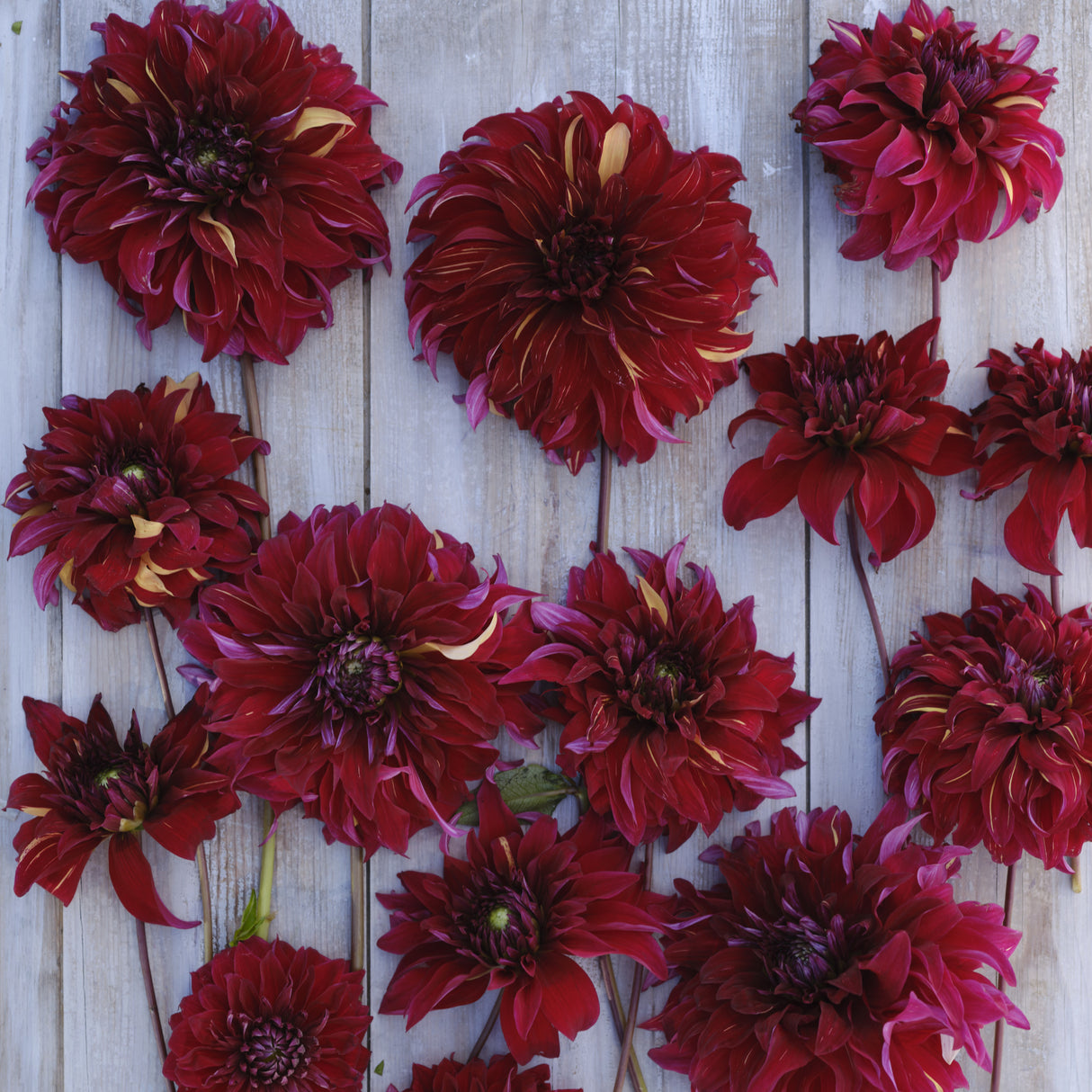 Dahlia 'Bohemian Spartacus'