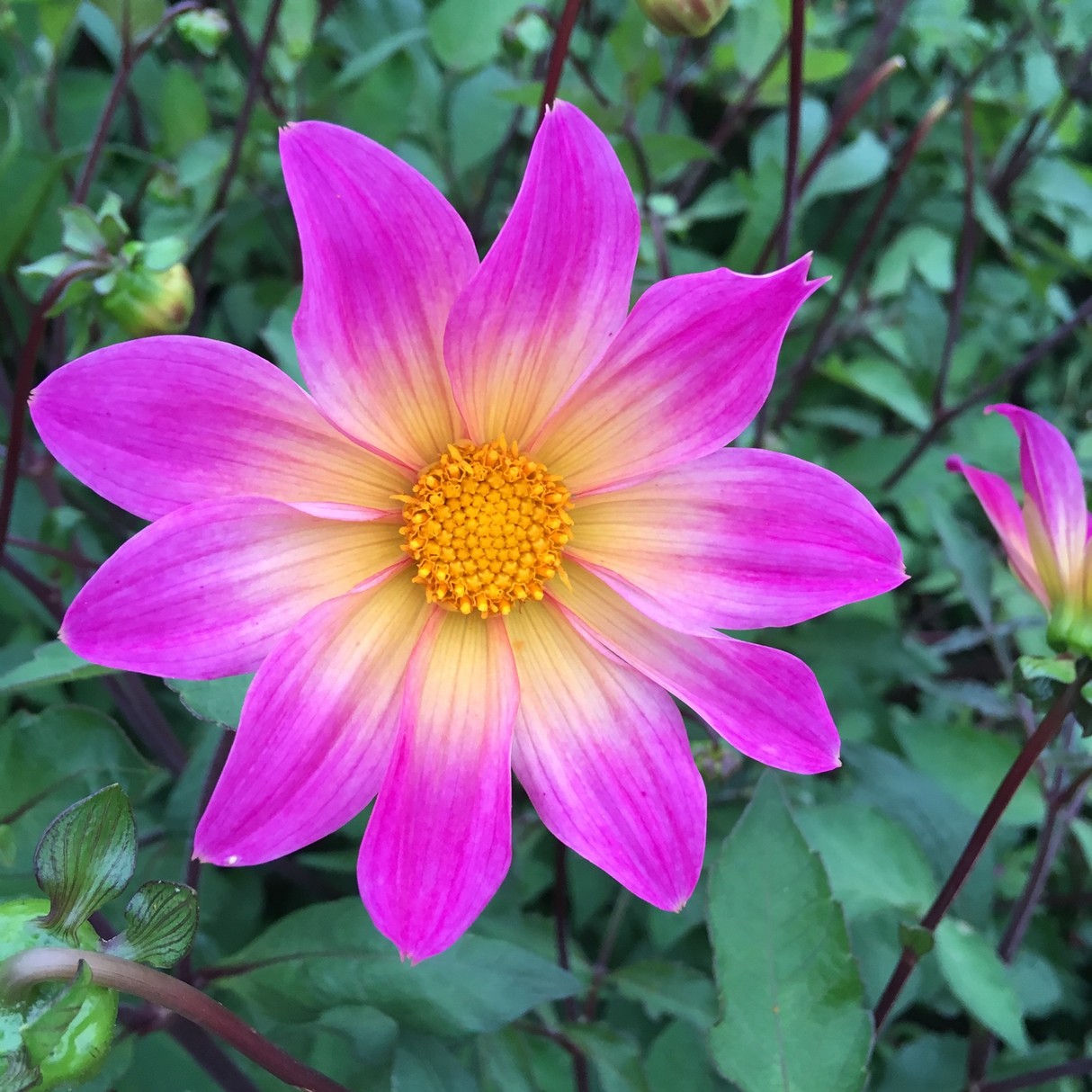 Dahlia 'Bright Eyes'