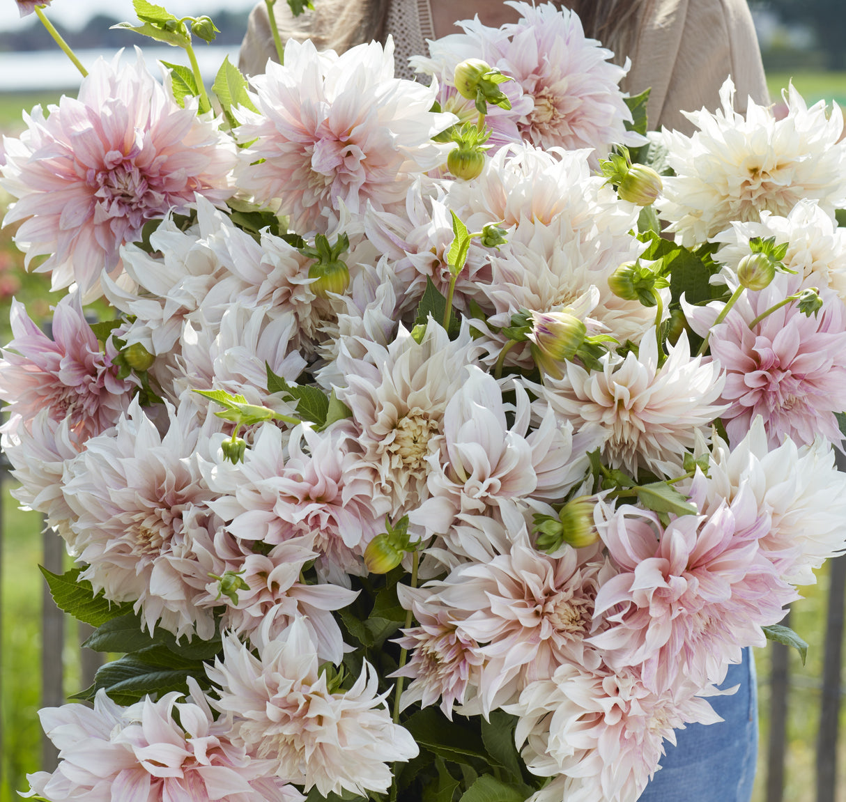 Dahlia 'Café au Lait'