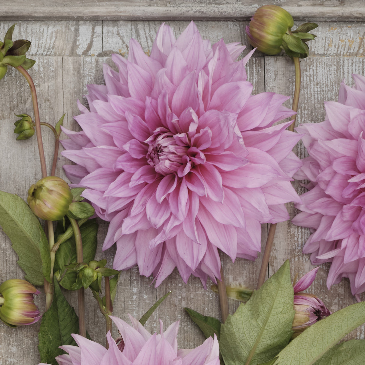 Dahlia 'Café au Lait Rosé'