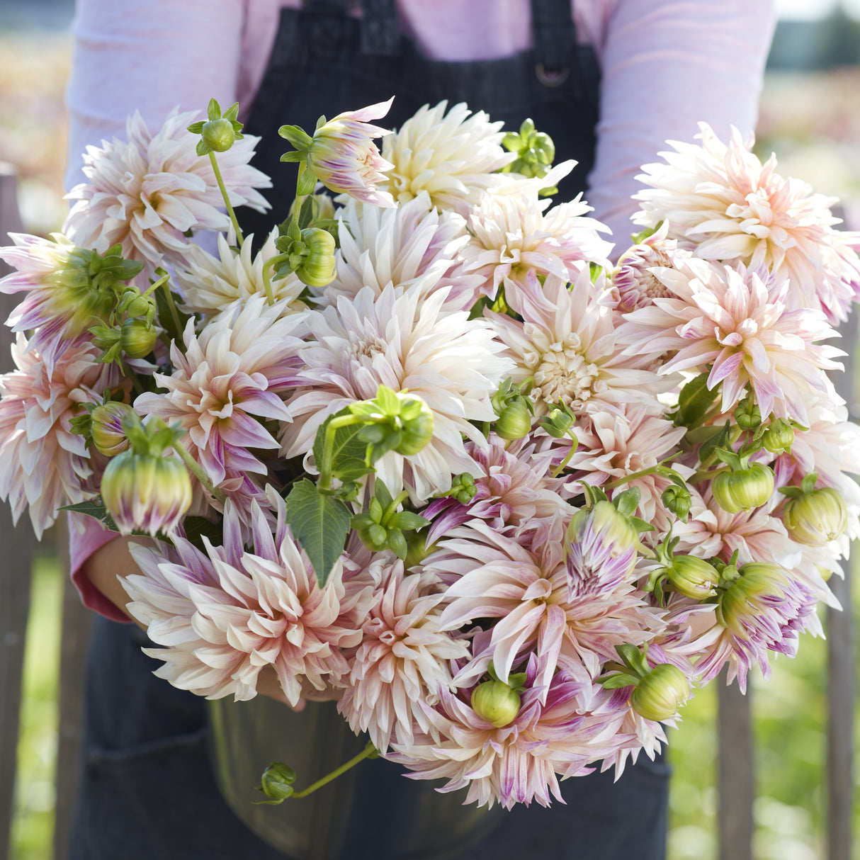 Dahlia 'Café de Paris'