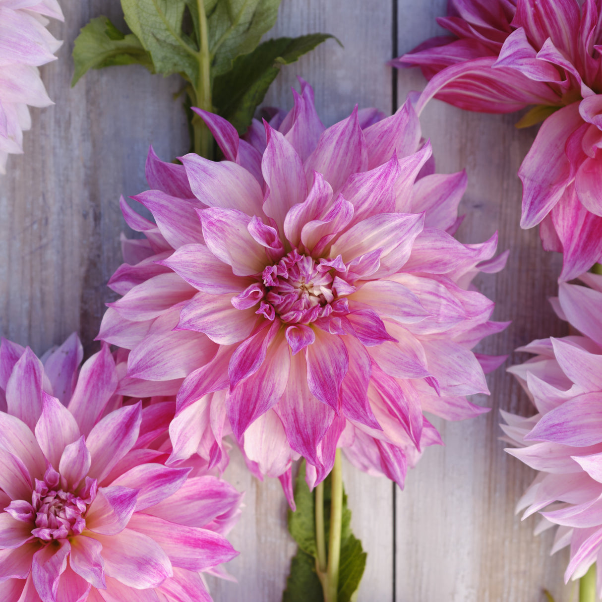 Dahlia 'Café au Lait Royal'