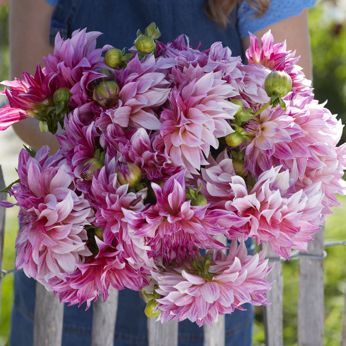 Dahlia 'Café au Lait Royal'