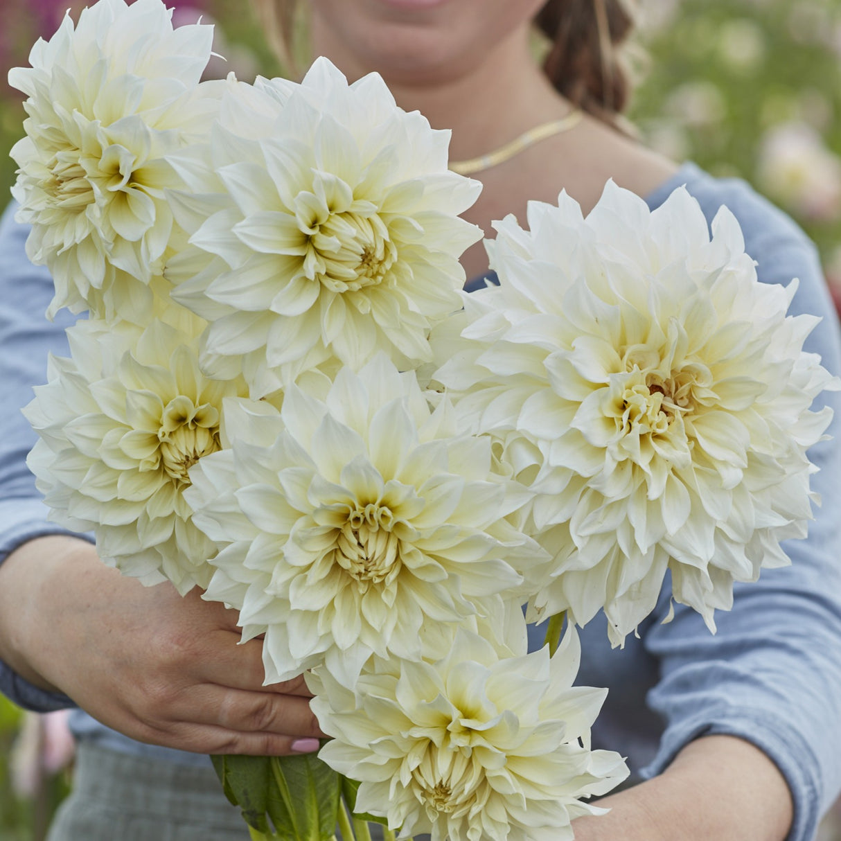Dahlia 'Café au Lait Supreme'