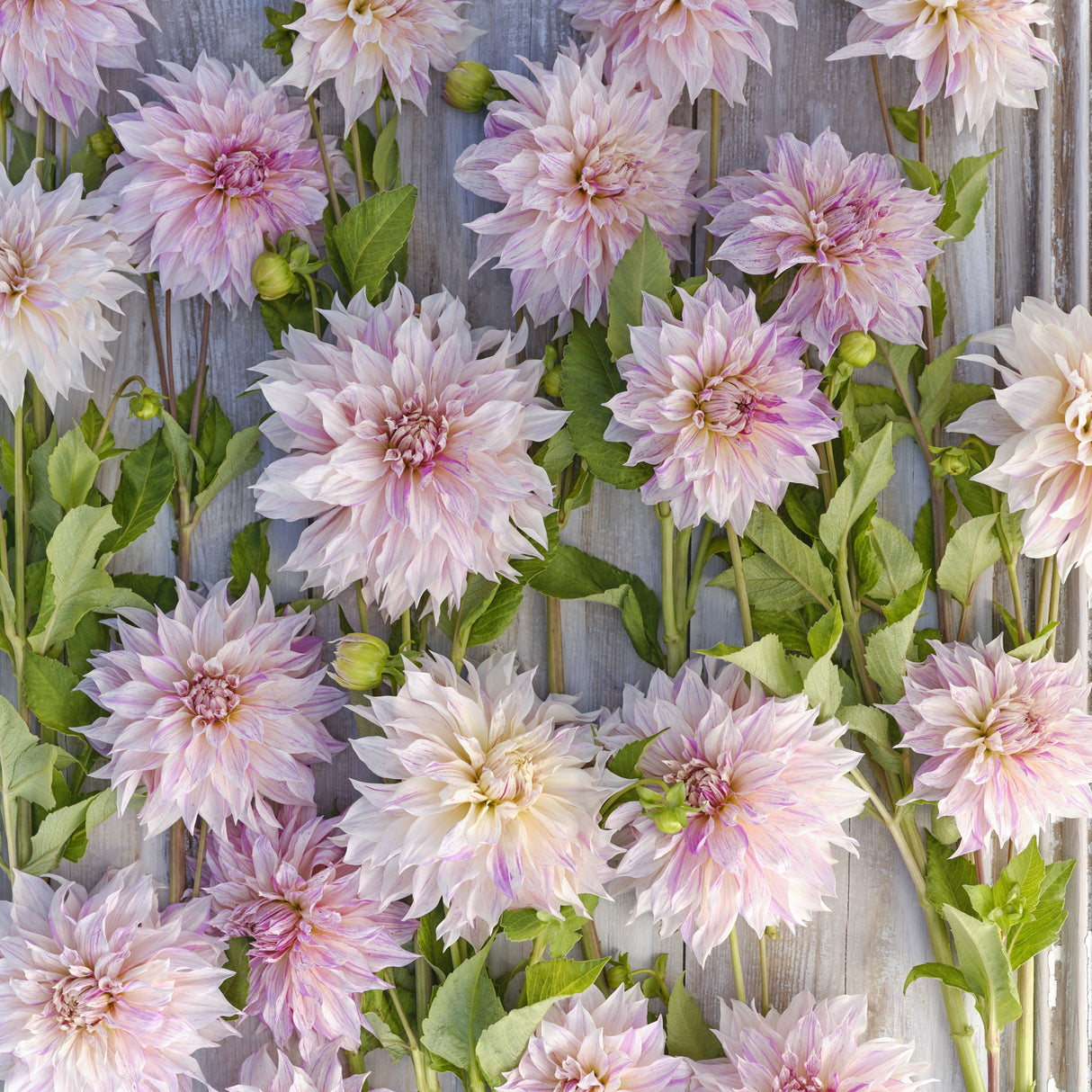 Dahlia 'Café au Lait Twist'