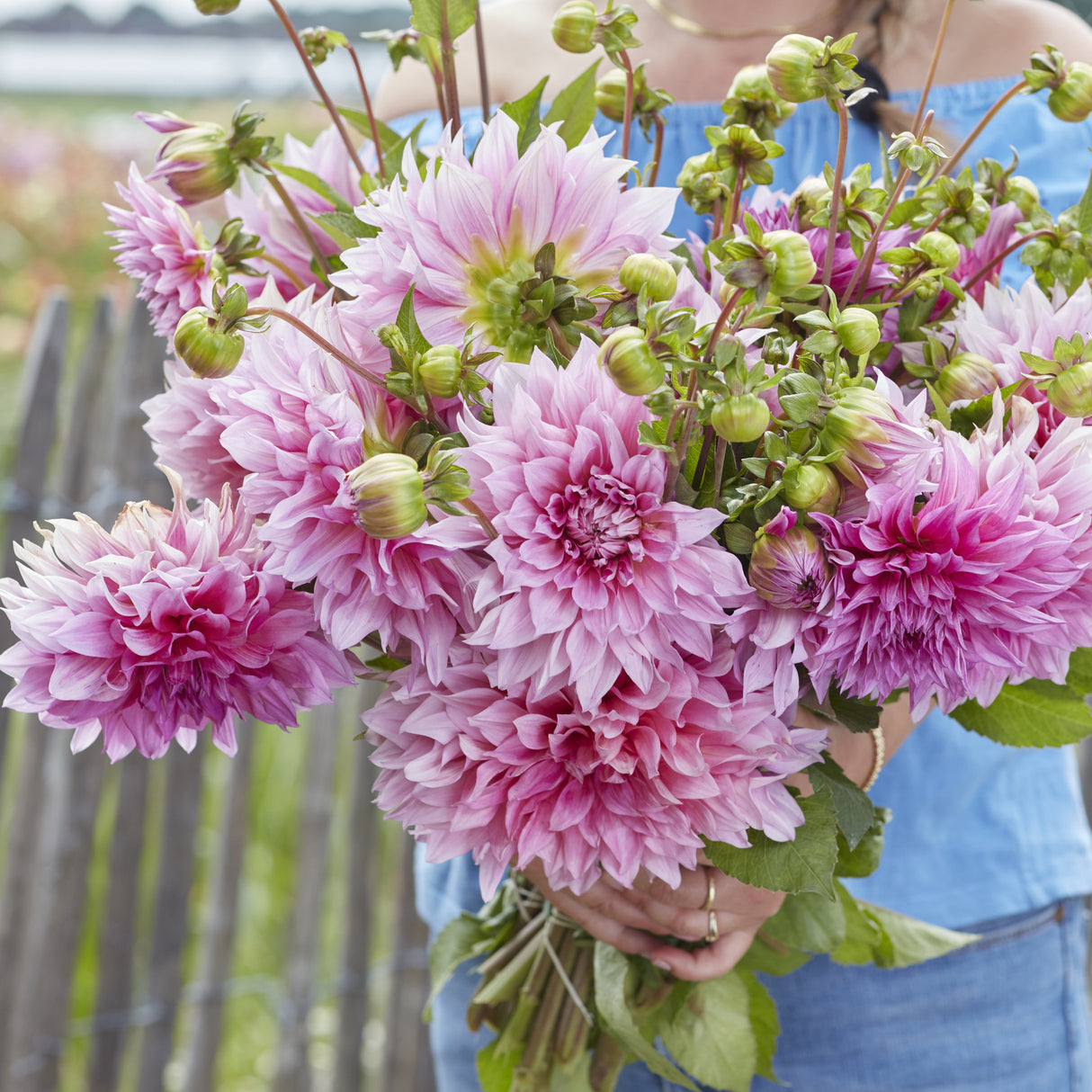Dahlia 'Café au Lait Rosé'