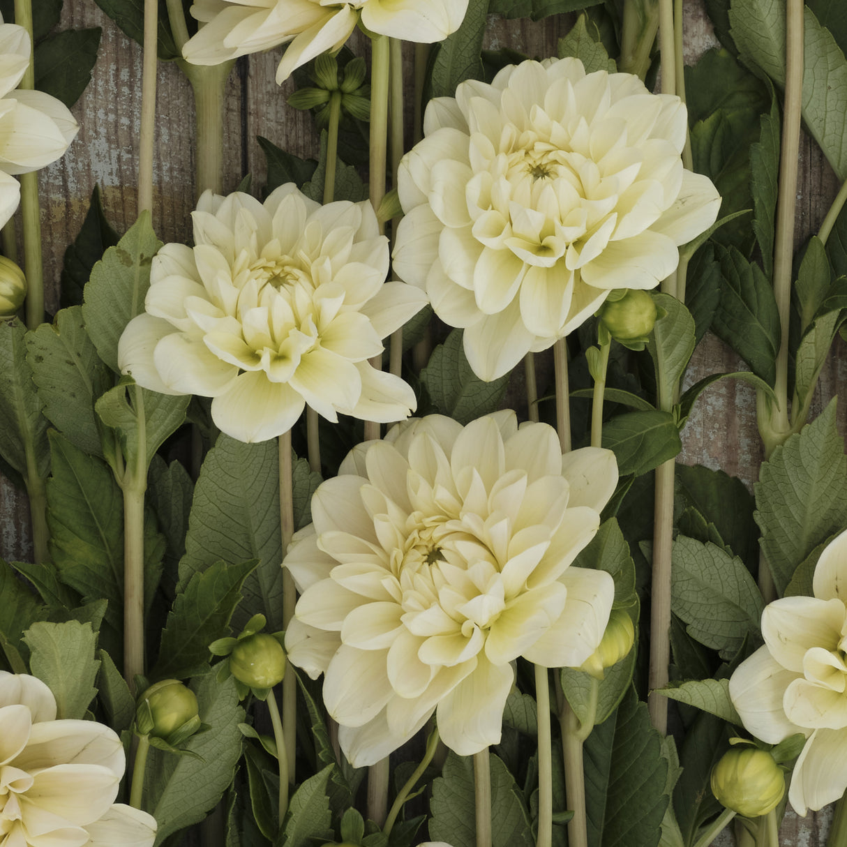 Dahlia 'Caramel Antique'