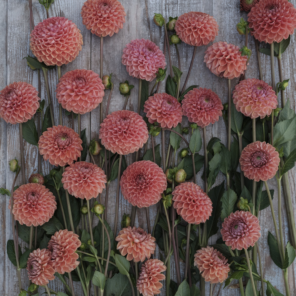 Dahlia 'Cornel Brons'