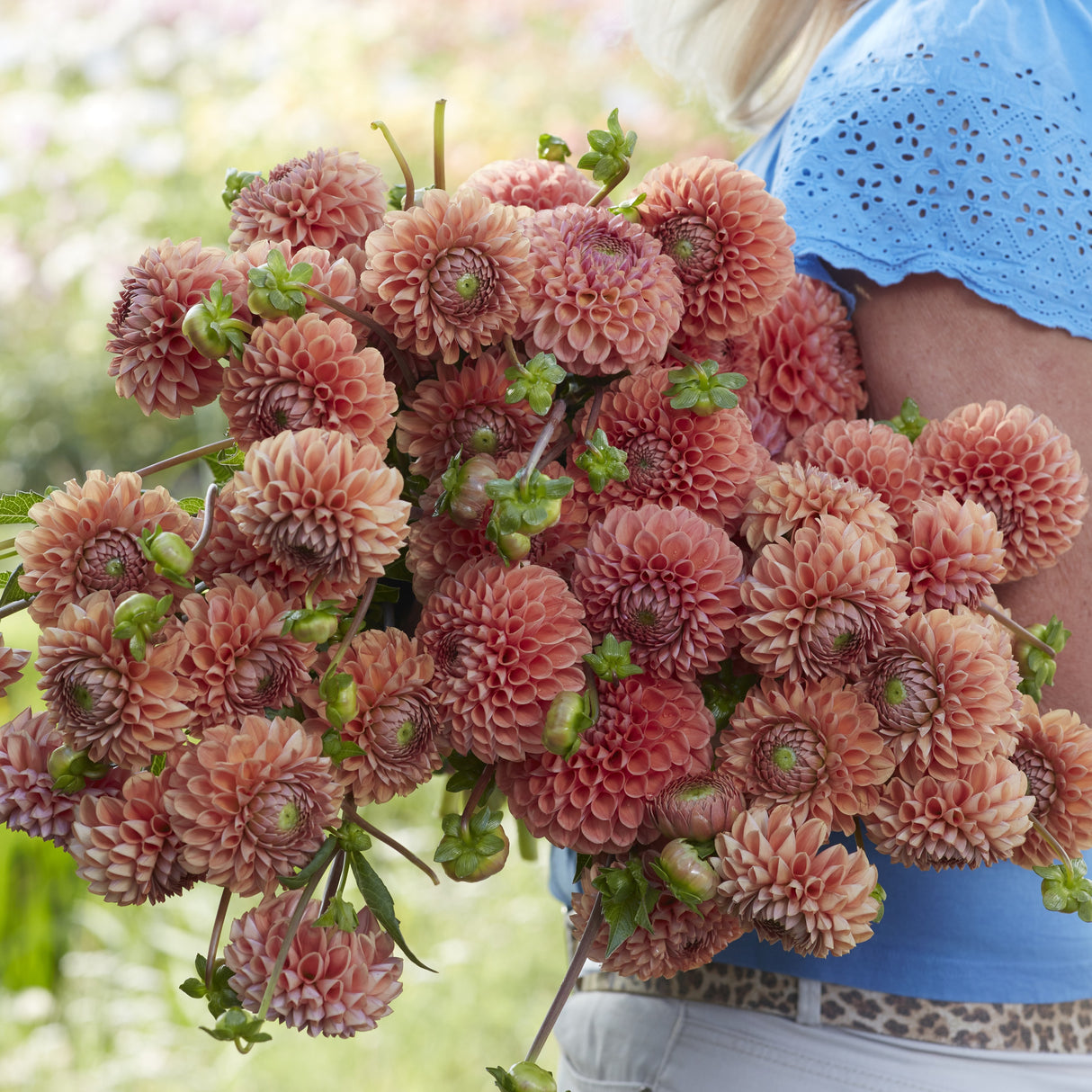 Dahlia 'Cornel Brons'