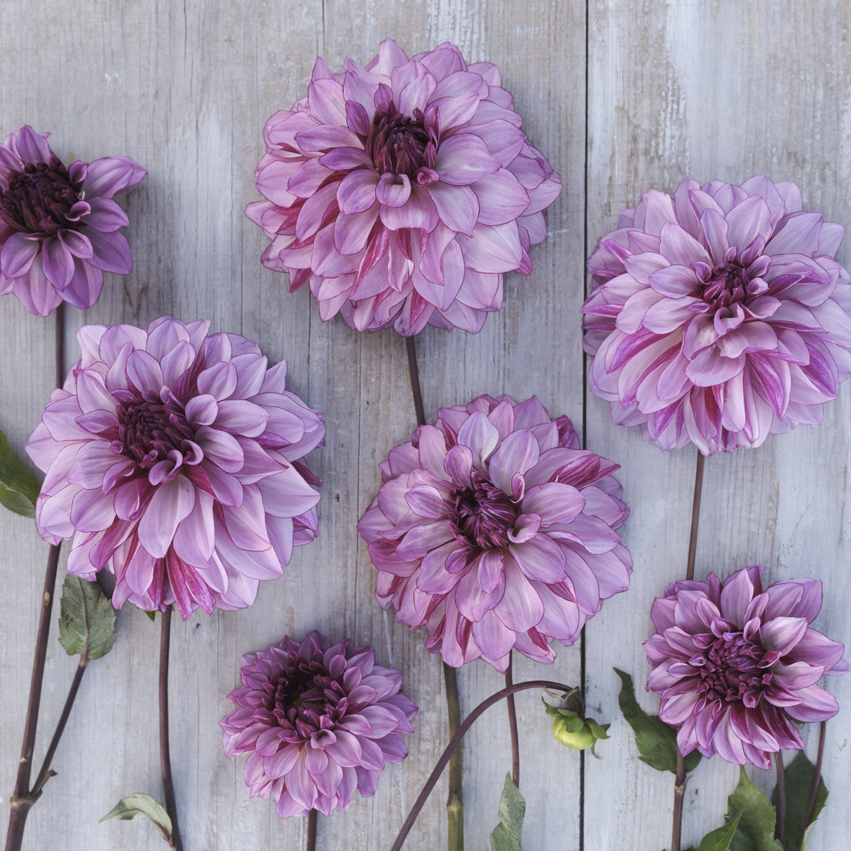 Dahlia 'Cranberry Classic'
