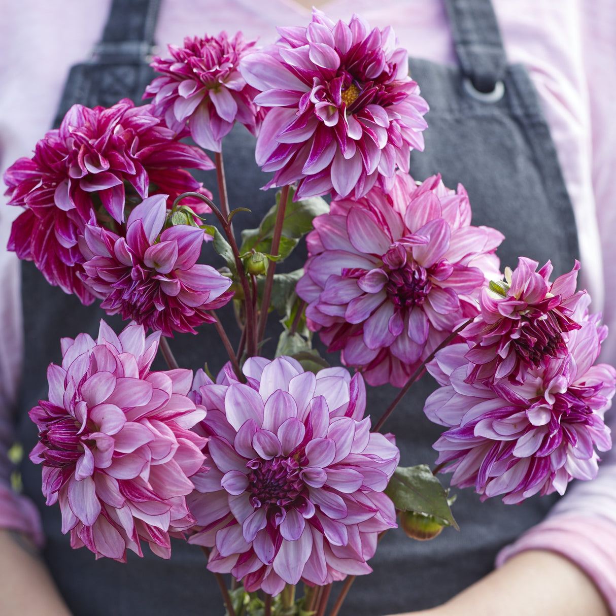 Dahlia 'Cranberry Classic'