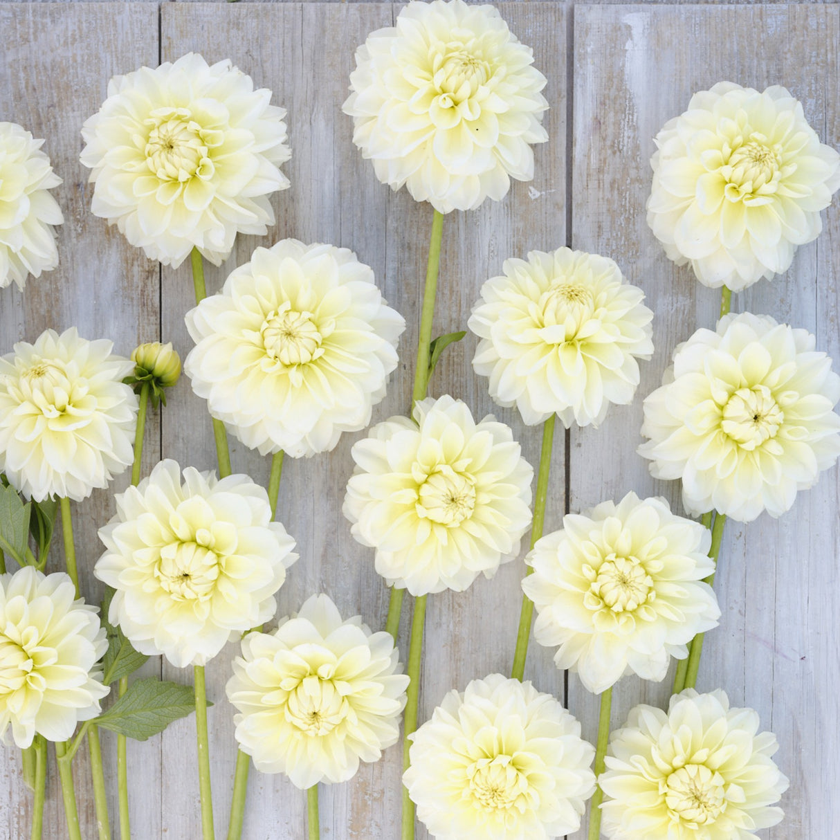 Dahlia 'Creme Corner'