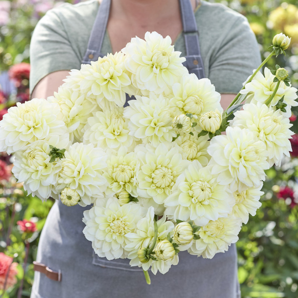 Dahlia 'Creme Corner'