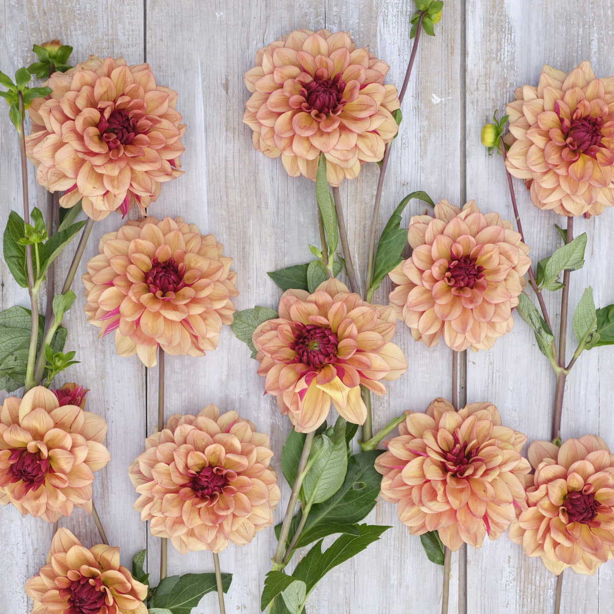 Dahlia 'Creme de Cognac'