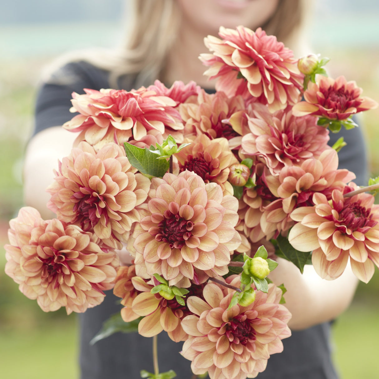 Dahlia 'Creme de Cognac'