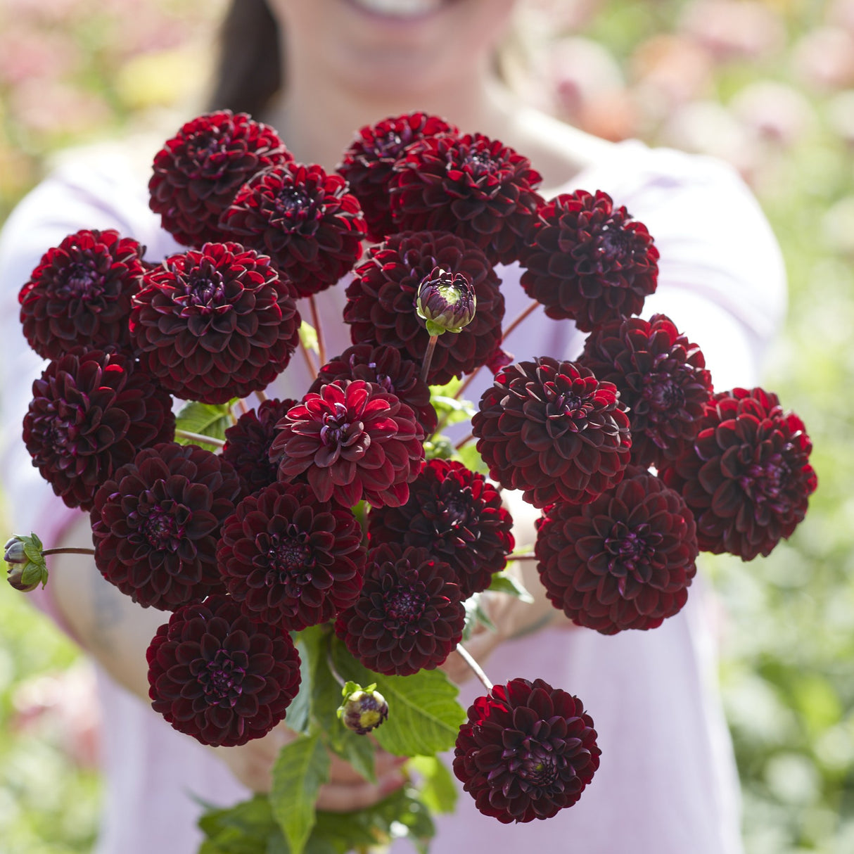 Dahlia 'Dark Spirit'