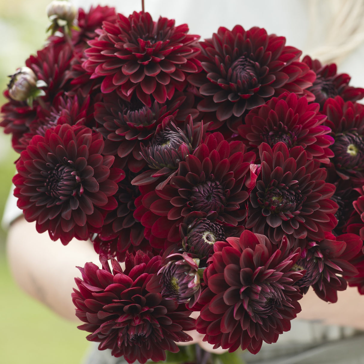 Dahlia 'Dark Destiny'