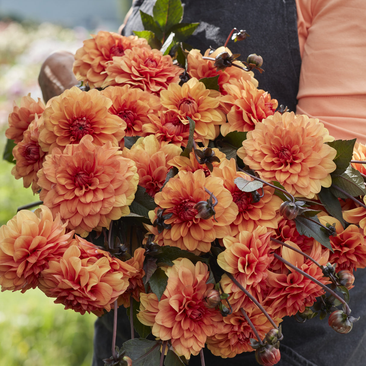 Dahlia 'David Howard'