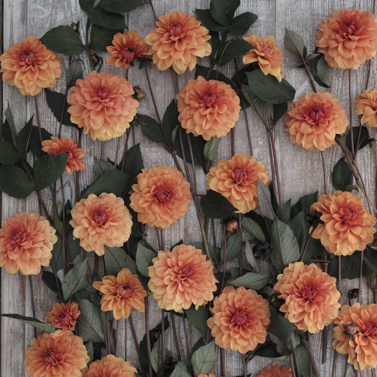 Dahlia 'David Howard'