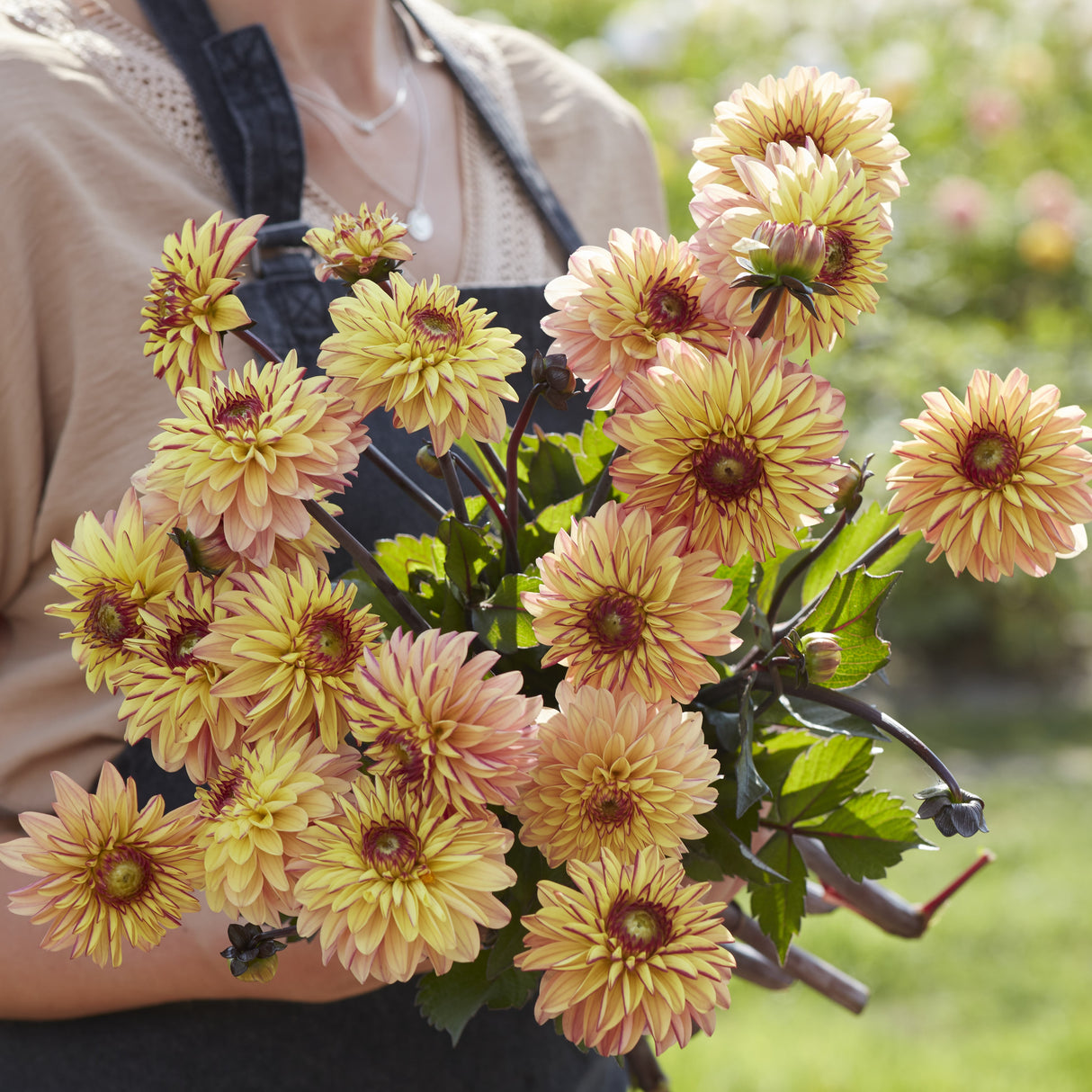 Dahlia 'Dear Alexander'